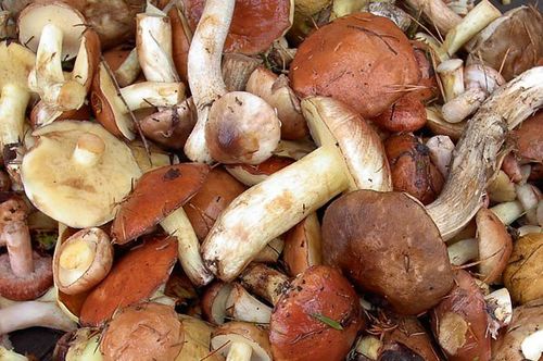 Как хранить грибы?